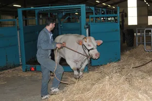 Les animaux de boucherie arrivent à Montluçon pour leur concours