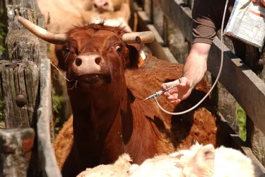 Fièvre catarrhale ovine : 199 communes de la Corrèze concernées par les mesures de prévention