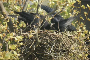 Les opposants à la chasse aux corbeaux vont faire une action, ce jeudi à Bellac
