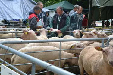 Les éleveurs de toute la France se donneront rendez-vous, jeudi, pour le Carrefour génétique ovin
