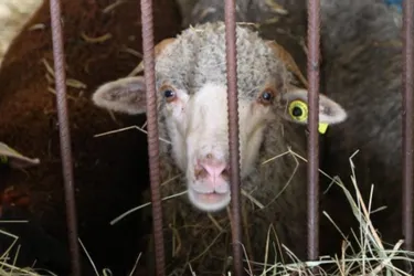 30 moutons attendaient d’être livrés clandestinement dans un quartier de Clermont-Ferrand