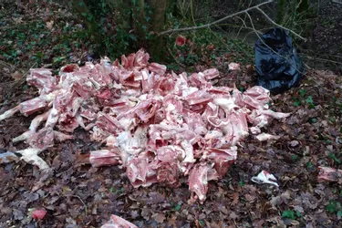 Des dizaines de carcasses de canards jetées dans la nature dans l'Allier