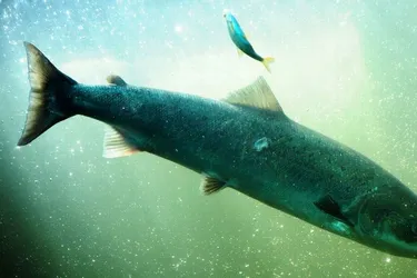 Les restes d’un saumon adulte l’atteste : le poisson remonte désormais cette rivière