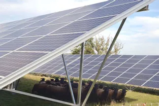 Les brebis bien à l’abri dans le parc solaire