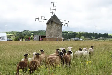 En Haute-Loire, des animaux tondent la pelouse sur les Rives du Haut-Allier : une brebis témoigne