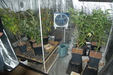 31 plants de cannabis dans le grenier