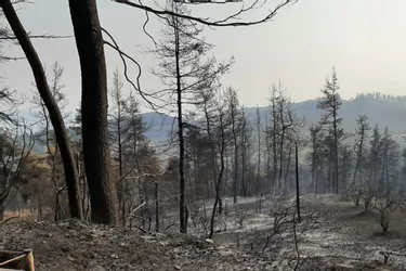 Des pompiers du Limousin engagés contre les feux de forêts en Grèce
