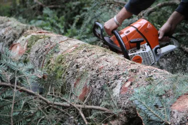 Un homme meurt écrasé par le tronc d'arbre qu'il était en train de couper à Uzerche (Corrèze)