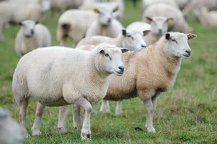 Le mouton sera la star de la 28e édition de la Journée de l’élevage ce samedi 24 septembre à Ussel