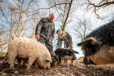 Laura et Sébastien Baladier relancent le porc mangalitza à Néris-les-Bains