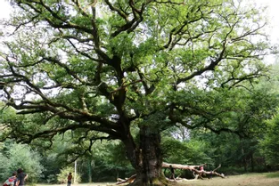 A Arrènes, le Gros chêne de Sazeirat traverse les siècles