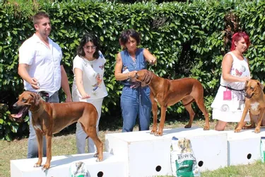 1.354 chiens et plus de 200 races : une exposition canine record