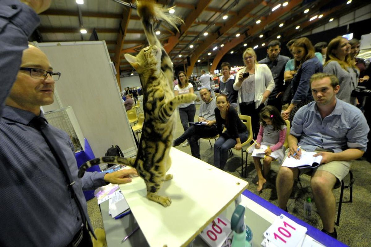 Le 21e Salon international du chat se poursuit, avec un nouveau type d