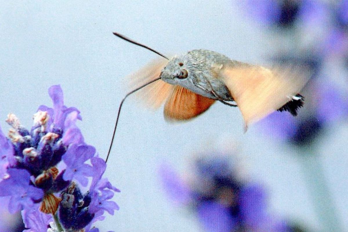 Le moro-sphinx, cet insecte colibri - La Montagne
