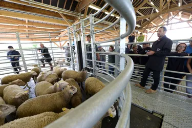 Au marché au cadran de Chénérailles, les moutons font sensation sur le ring