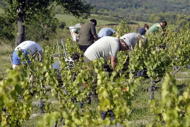 Les viticulteurs sont attentifs à la météo, déterminante pour commencer la récolte