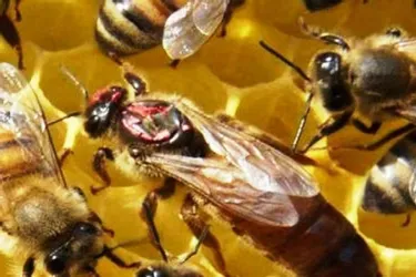 L’apiculture à travers les âges