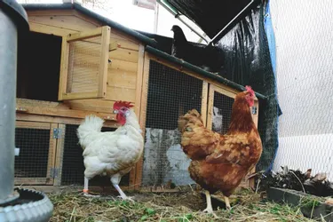 Adopter une poule et réduire ses déchets grâce à l'opération Poul'Belle du Sictom Nord-Allier