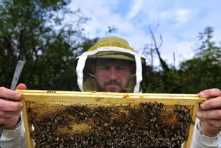 Imaginer un nouveau modèle agricole pour la survie des abeilles
