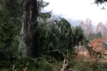 Un arbre chute sur une ligne électrique