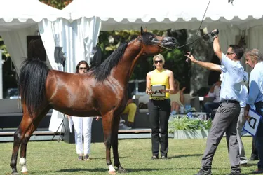 Concours de beauté de chevaux arabes au Stade du Sichon