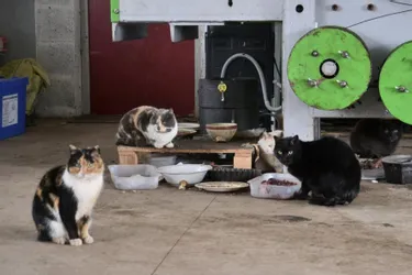La SPA de Polignac, en Haute-Loire, face au surnombre des chatons