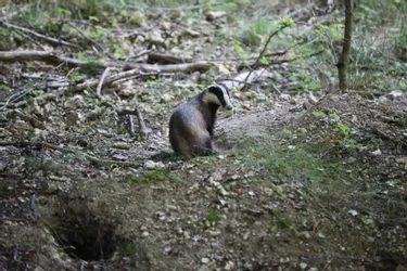 Corrèze : le blaireau, cet animal fouisseur pouvant causer des dégâts mais dont la chasse est très réglementée