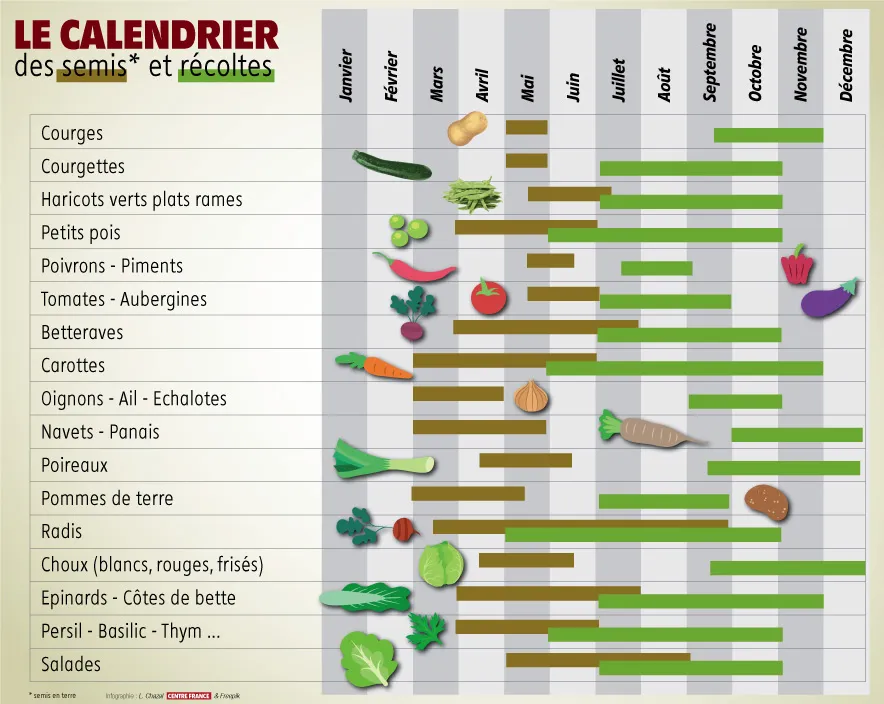 Quand planter tomates, haricots ou radis dans son potager ? Voici le  calendrier des semis et des rcoltes - La Montagne