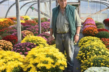 Fin octobre, les chrysanthèmes se déclinent en couleurs et formes au Jardin des Robins