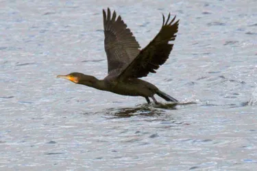 Sujet de discorde entre les associations de pêche et la LPO, la régulation du cormoran a débuté en Haute-Loire