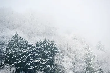 La neige compose ses tableaux éphémères en pays de Tulle