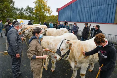 Cent soixante-dix animaux présents au concours de reproducteurs charolais de Montluçon (Allier)