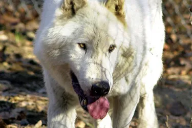 Des analyses ADN prouvent qu'un loup « hybride » a bien attaqué des brebis en Creuse