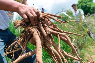 Prison ferme requise après le vol de... 700 kilos de racines de gentiane séchée dans le Cantal