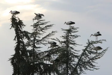 Trente-sept cigognes font escale au Puy-en-Velay