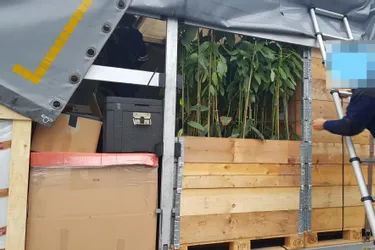 Intercepté par les douanes à Authezat (Puy-de-Dôme) avec 55 kg d'herbe de cannabis dans son camion