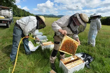 Les abeilles « meurent de faim » dans le Puy-de-Dôme : apiculteurs et techniciens témoignent