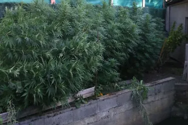 Seize plants de cannabis saisis à Mozac (Puy-de-Dôme)