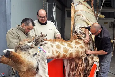 Cet artisan du Cantal pratique la taxidermie monumentale... sur une girafe