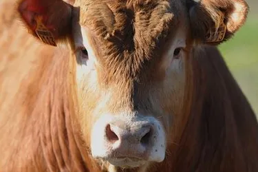 Une vache limousine refuse d'aller à l'abattoir, prend le maquis et devient une vedette aux Pays-Bas