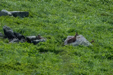 Que deviennent les chamois du Sancy équipés de GPS par les chasseurs du Puy-de-Dôme ?