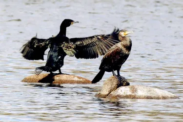 Le grand cormoran braconne les étangs des Combrailles
