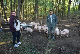 Thibaut et Amandine quittent le monde de l’entreprise pour l’élevage de porcs en plein air à Vergongheon (Haute-Loire)