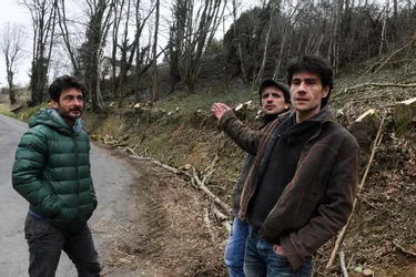 Coupes rases d'arbres en Corrèze : les professionnels de l'élagage montent au créneau