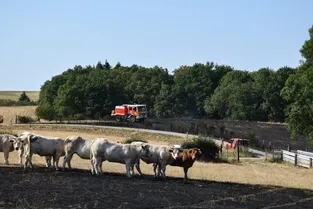 Les pompiers mobilisés pour éteindre un feu qui parcourt sept hectares d'herbes sèches à Vitrac (Puy-de-Dôme)