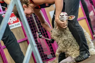 Les meilleurs tondeurs de moutons se sont affrontés pour tenter le Mondial 2019