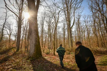 « On ne sait pas où iront les prix » : à Cérilly (Allier), la traditionnelle vente de bois s'ouvre dans un climat d'incertitudes