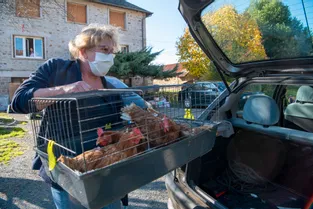 Corrèze : une retraite dorée pour des poules pondeuses