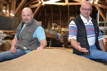 Éleveurs de vaches laitières, Jean-Pierre et Michel Guy cultivent la lentille blonde depuis trois ans