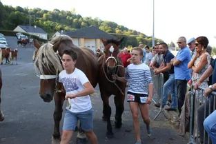 Les chevaux de races lourdes défilent avant le concours départemental
